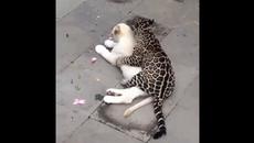 Смешные видео приколы про котов и собак | Домашние питомцы #1 - Videoclip.bg