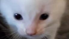 hi herbert - Videoclip.bg