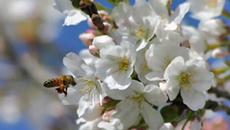 Честита Първа Пролет 2021 г.! Google Doodle - Videoclip.bg