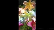 Честита първа пролет с Петя Буюклиева и Георги Христов - Пролет (1986) - Videoclip.bg