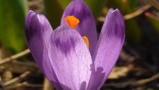 Александр Кэтлин   -   Весенняя капель - Videoclip.bg