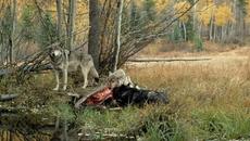 Лов на чакал - Хищниците сериозен ангажимент за отговорни ловци - Videoclip.bg