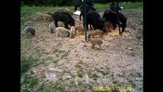 Диви животни и грижата на ловците за тях - Videoclip.bg