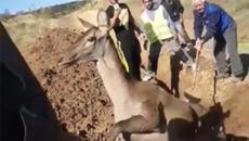 Ловци спасиха кошута попаднала в дълбок ров - Videoclip.bg