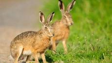Вижте разселване на диви зайци!!! Ловците с грижа за животните - Videoclip.bg