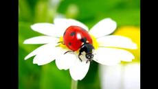 Две калинки като балеринки - бг детски песни - Videoclip.bg