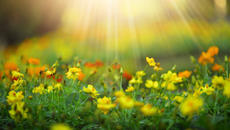 РЕЛАКС ПЕТЪК ВЕЧЕР ~ ЦВЕТЪТ НА СЛЪНЦЕТО НИ ПРАВИ ЩАСТЛИВИ! - Videoclip.bg