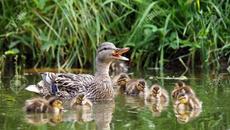 Вижте патица как спаси семейството си от лисица - Удивителни случаи взаимопомощи между животни - Videoclip.bg