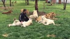 Тигър защитава човек от атакуващ леопард - Videoclip.bg