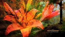 Eсенeн валс  - Музика Павел Ружицкий - Videoclip.bg