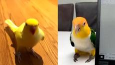 Cute Parrot Videos Will Make Your Day Positive! Funny Parrots 2021 - Videoclip.bg