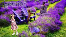 ✿.｡ Лавандула, прекрасна лавандула ... (музика Ларго) ✿ .｡ - Videoclip.bg