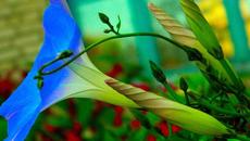 ✿ Утринна песен ✿ - Videoclip.bg