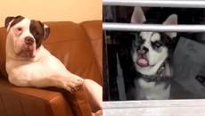Funny Dog Videos Will Make Your Day Positive - Cute Dogs 2021 - Videoclip.bg