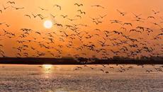 Tony Servi - FREE LIKE A BIRD - Videoclip.bg