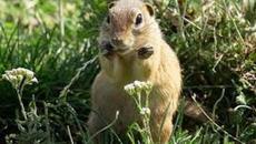 Европейски лалугер от FrozenHell - Videoclip.bg