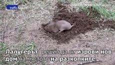 Лалугера Tristan откри сребърно съкровище докогато си ровеше - Videoclip.bg