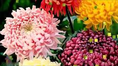 My Relaxing piano music - Piano rumina - Videoclip.bg