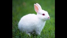 Зайченцето бяло - приказка - Videoclip.bg