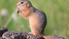 Невероятният Лалугер от Бергерсоново и човека - Videoclip.bg