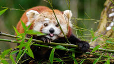 Добри и трогателни дела - хората спасяват диви животни в беда - Videoclip.bg