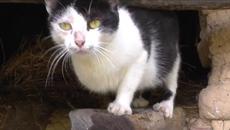 Добрина - Котка - инвалид бе спасена от човека и стана домашен любимец - Videoclip.bg