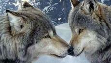 Безопасни ли са алеите за разходка в Хасково - Videoclip.bg