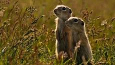 Европейски лалугер от Хасково FrozenHell ~ Spermophilus citellus - European Souslik - Videoclip.bg