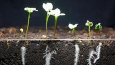 7 Days Growing Radish Time Lapse - Videoclip.bg