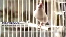 Mentos Love безкрай ♛ No Limit¨¨˜'°º★¸.•´★¸.•_´¨ - Videoclip.bg