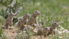 European Souslik включен в Червената книга -Европейски лалугер от Първомай - Videoclip.bg