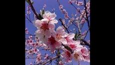 АКОРДИ - Videoclip.bg