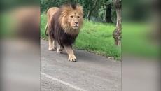 Вижне най-невероятните срещи с диви животни на пътят - Videoclip.bg