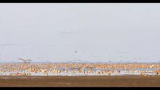 Вижте красотата на Ваденско море!!! Честваме Ваденско море с Google Doodle! - Национален парк Wadden Sea - Videoclip.bg