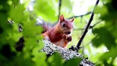 Най-милата катеричка си подскача весело - тя е домашен любимец - Videoclip.bg