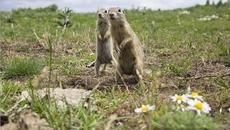 Туристи спасяват заклещен лалугер на пътя - Videoclip.bg