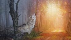 Rhythm X Revival - The Beast - BG субтитри - Videoclip.bg