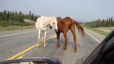 Вижне най-невероятните срещи с диви животни на пътят - Videoclip.bg