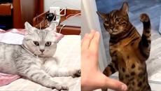 Funny Cats And Cute Kittens - Cutest Cat Videos 2021 - Videoclip.bg
