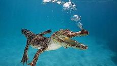 Гладен крокодил глътна дрон с камерата която го снимала - Videoclip.bg