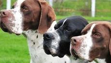 Перфектен лов на диви глигани - Ловеца оцелява - Videoclip.bg