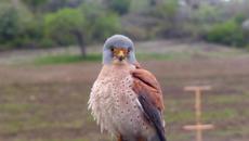 Красивата птица белошипа ветрушка (Falco naumanni) Вижте красотата на малкото соколче - Videoclip.bg