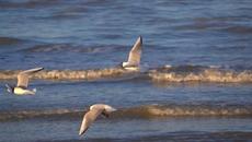 Наедине с музыкой  Шепот волн! - Videoclip.bg