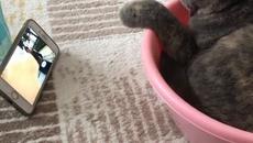 Котка се забавлява ! - Videoclip.bg