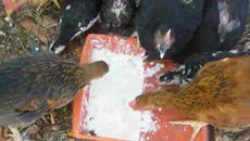 Пиленцата обичат попара с кисело мляко и хлябче - Videoclip.bg