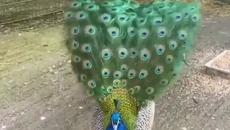 Красота с Паун ! - Videoclip.bg