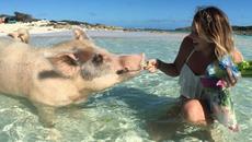 Добро утро приятели с весели забавления - С плуващо прасе на море - Videoclip.bg