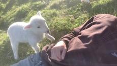 Cute Lamb Needs Attention - Videoclip.bg