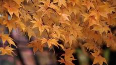 Cafe Del Mar ft. Cecile Bredie - The Autumn Leaves - Videoclip.bg