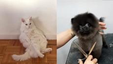 Funny Animal Videos Will Make Your Day Positive - Cutest Animals 2021 - Videoclip.bg